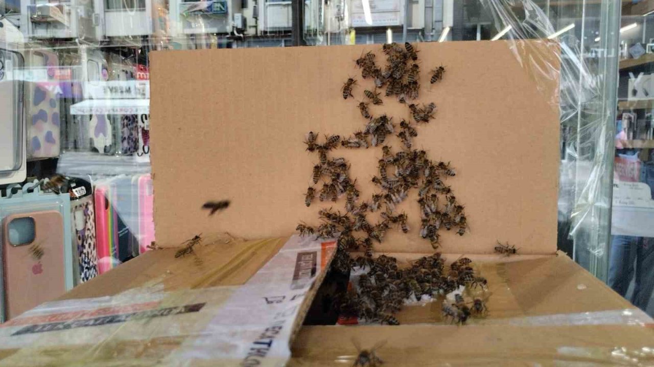 Arılar Denizli şehir merkezini istila etti