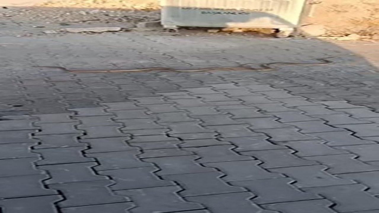 Karşıyaka Mezarlığı’nda  yılanlar gezerken görüntülendi