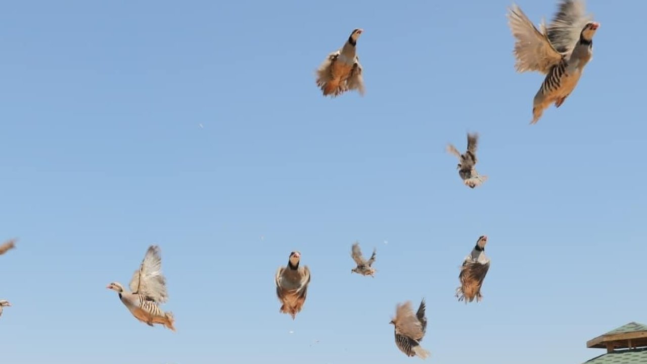 Keneye karşı doğaya keklik salma faaliyetleri devam ediyor