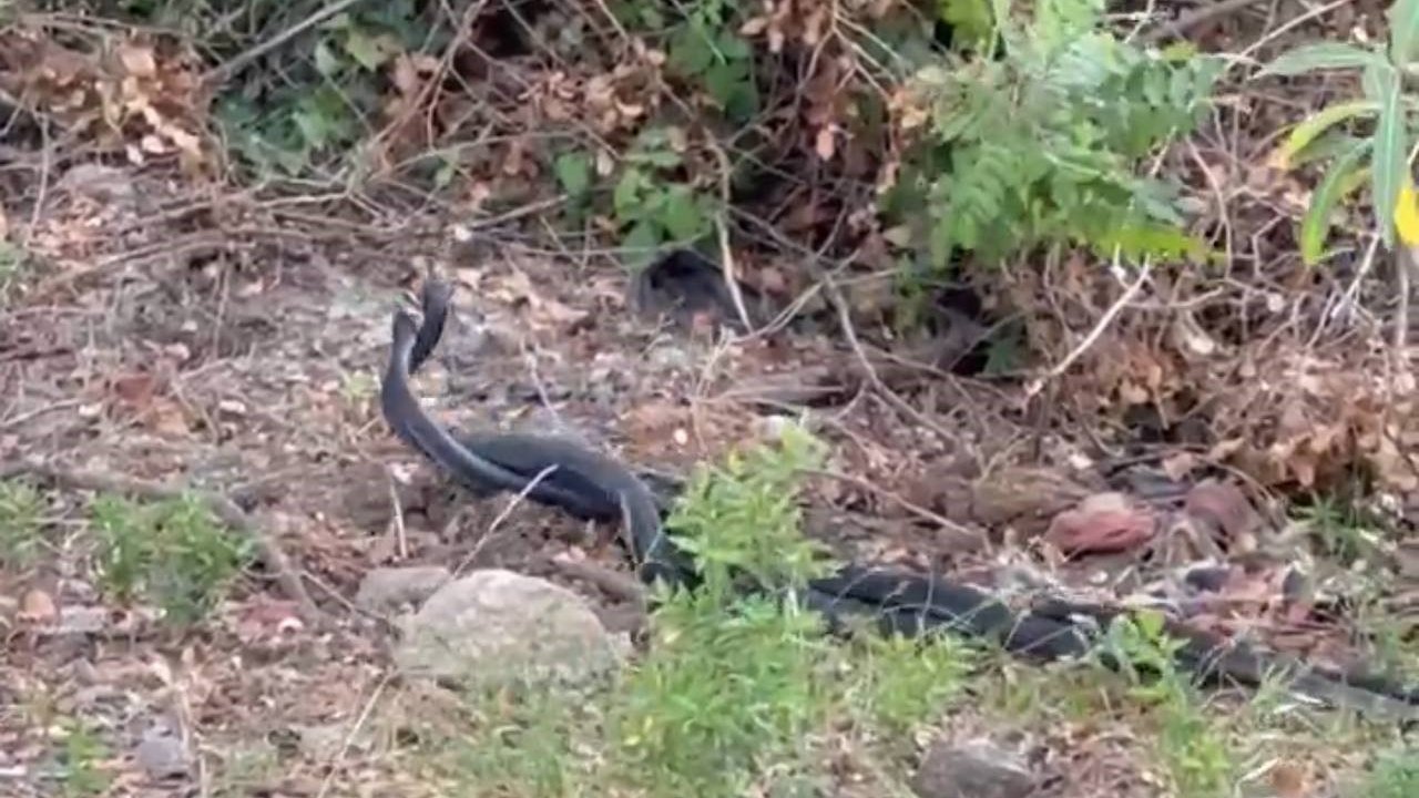 Yılanların dansı görüntülendi