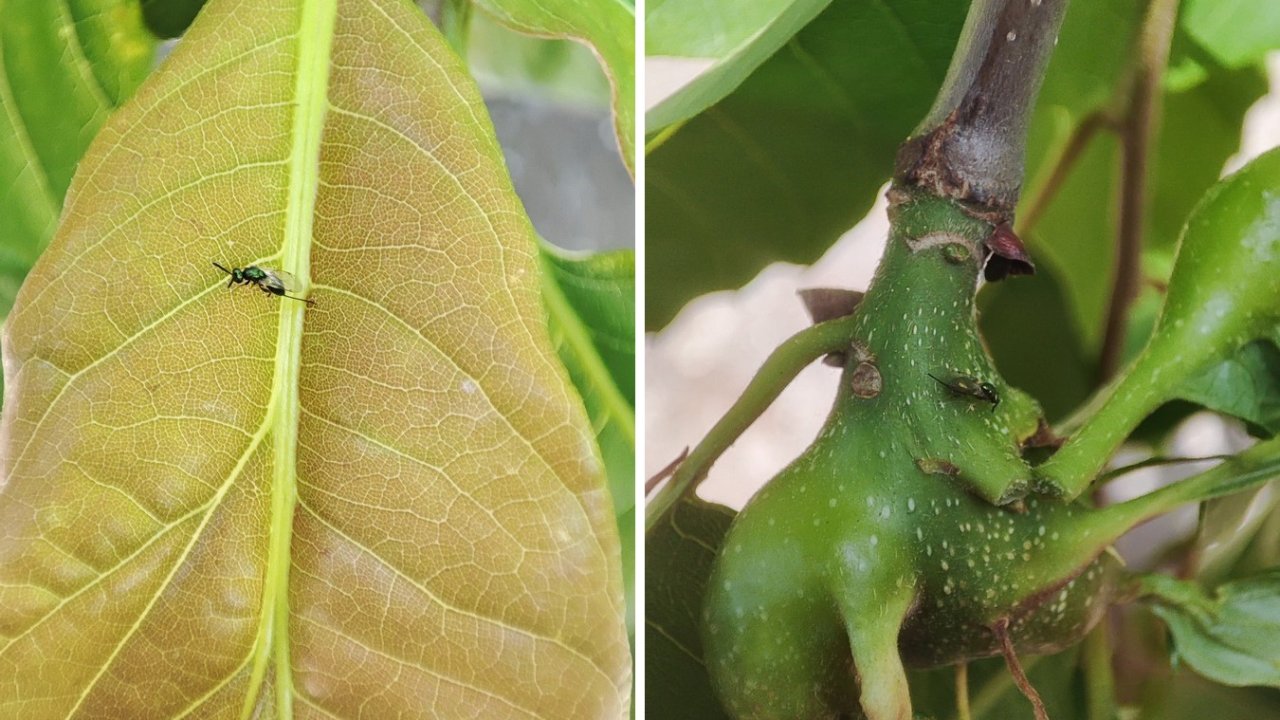 Kestane ormanları kurtarmak için mücadele sürüyor