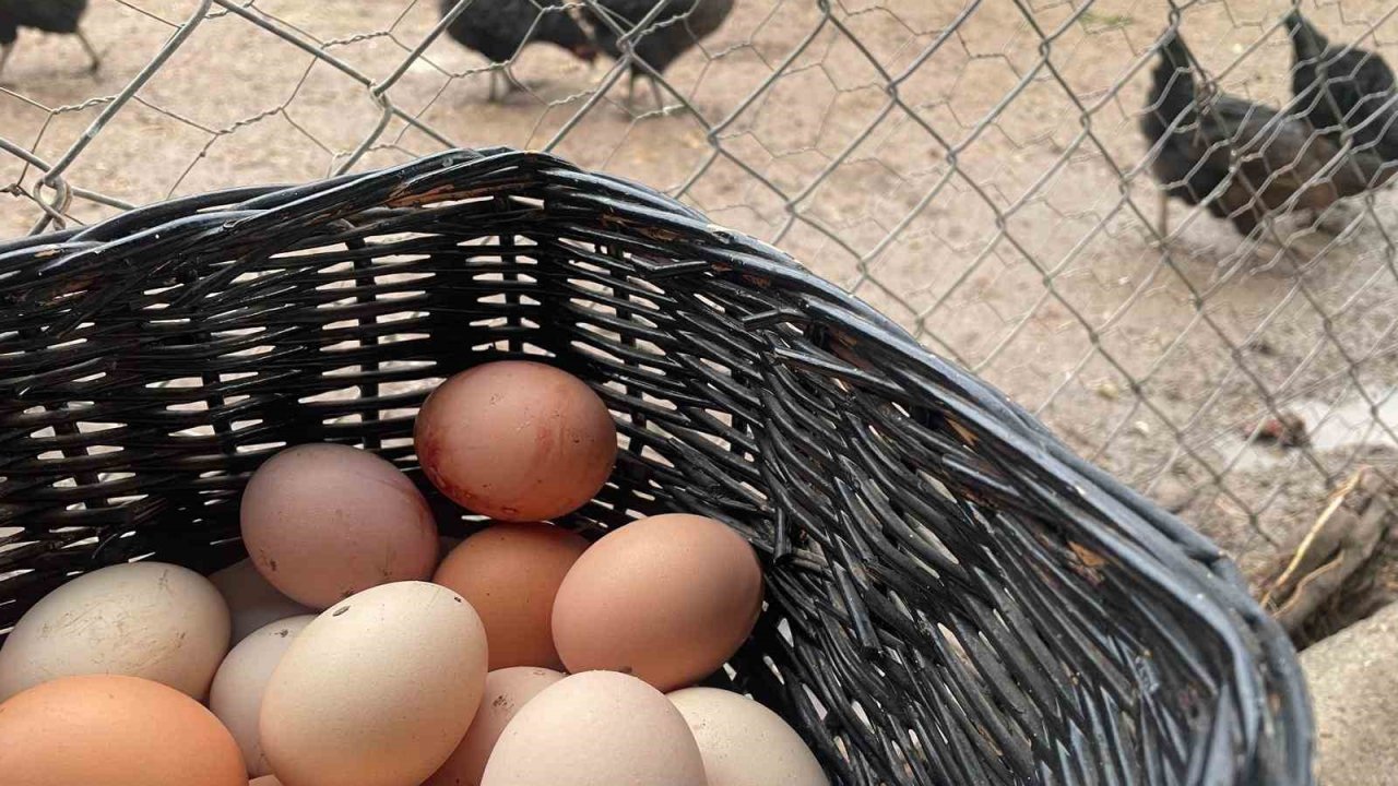 Yumurta üretimi 6 ayda 330 milyon adet azaldı