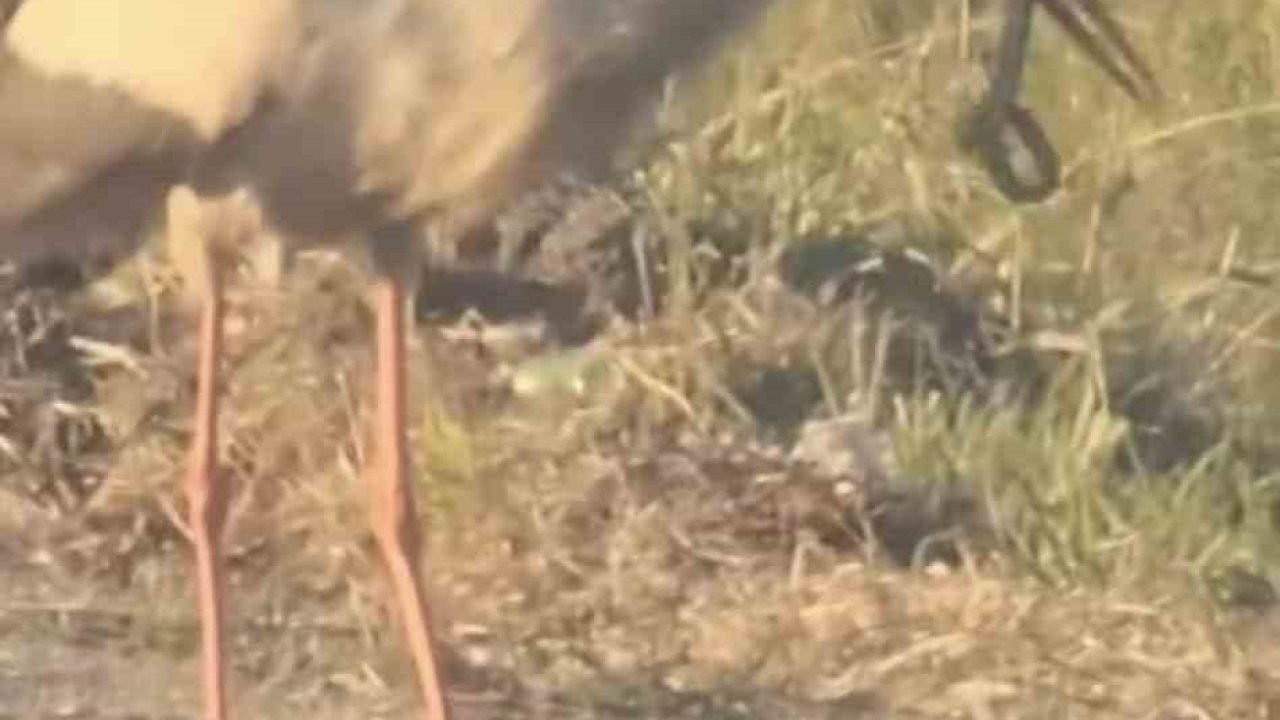 Leylek ve kartalın yılan avı kamerada