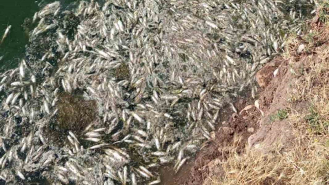 Araban Karasu Çayı’ndaki balık ölümleriyle ilgili inceleme başlatıldı