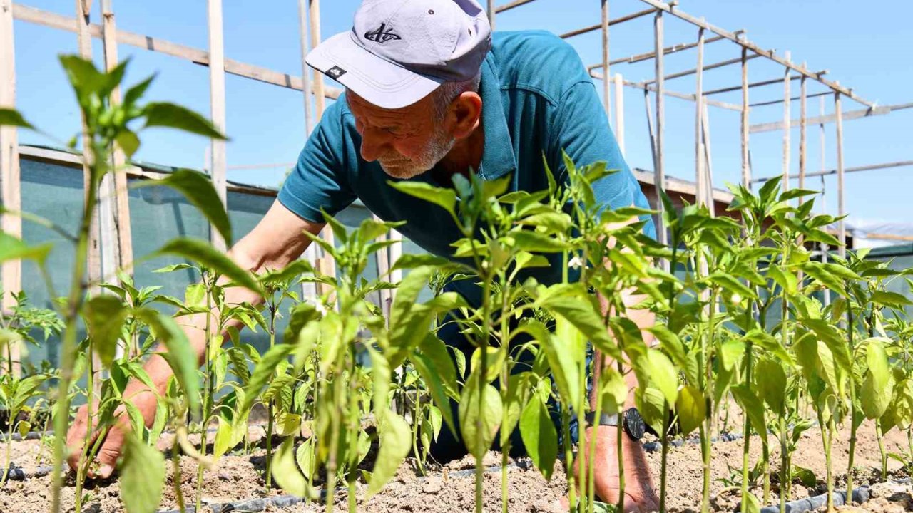 Kendi emekleriyle yetiştirdikleri sebzeleri güvenle tüketiyorlar