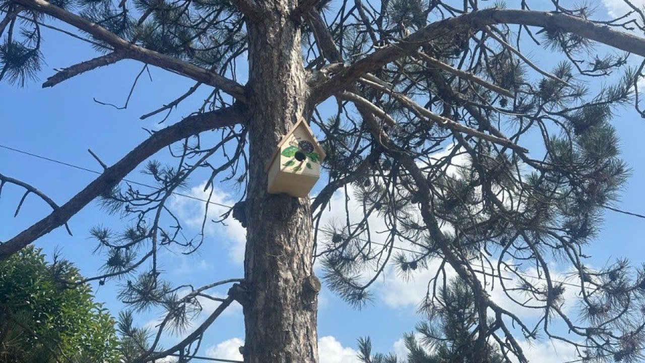 Engelli öğrenciler yaptı, büyükşehir ağaçları donattı