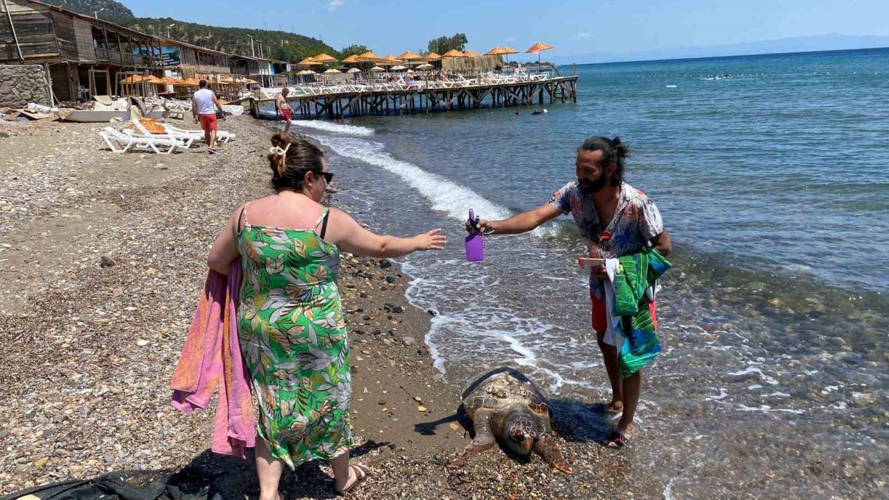 Assos sahilinde ölü caretta caretta bulundu