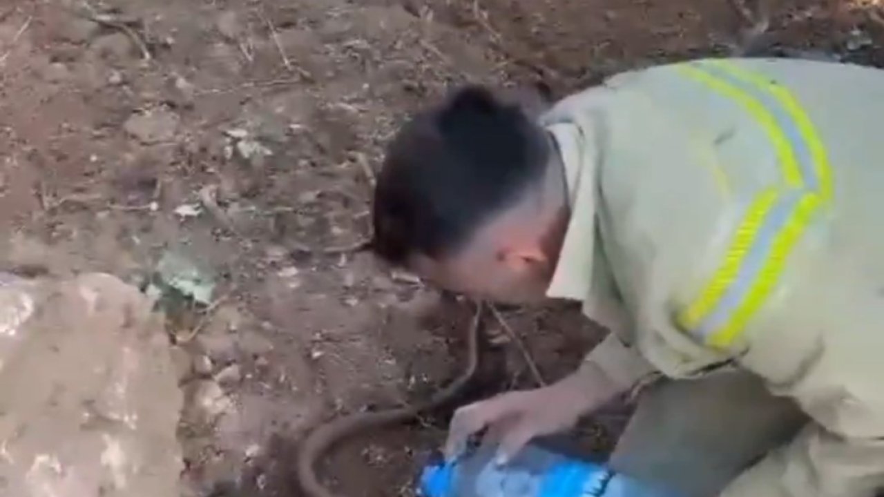 Yangından etkilenen oluklu kertenkelenin yardımına orman işçileri yetişti