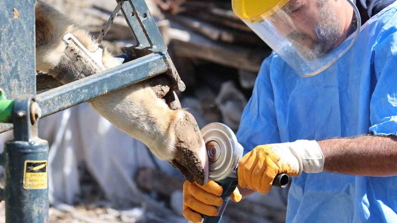 Büyükşehir’den tarım ve hayvancılığa can suyu