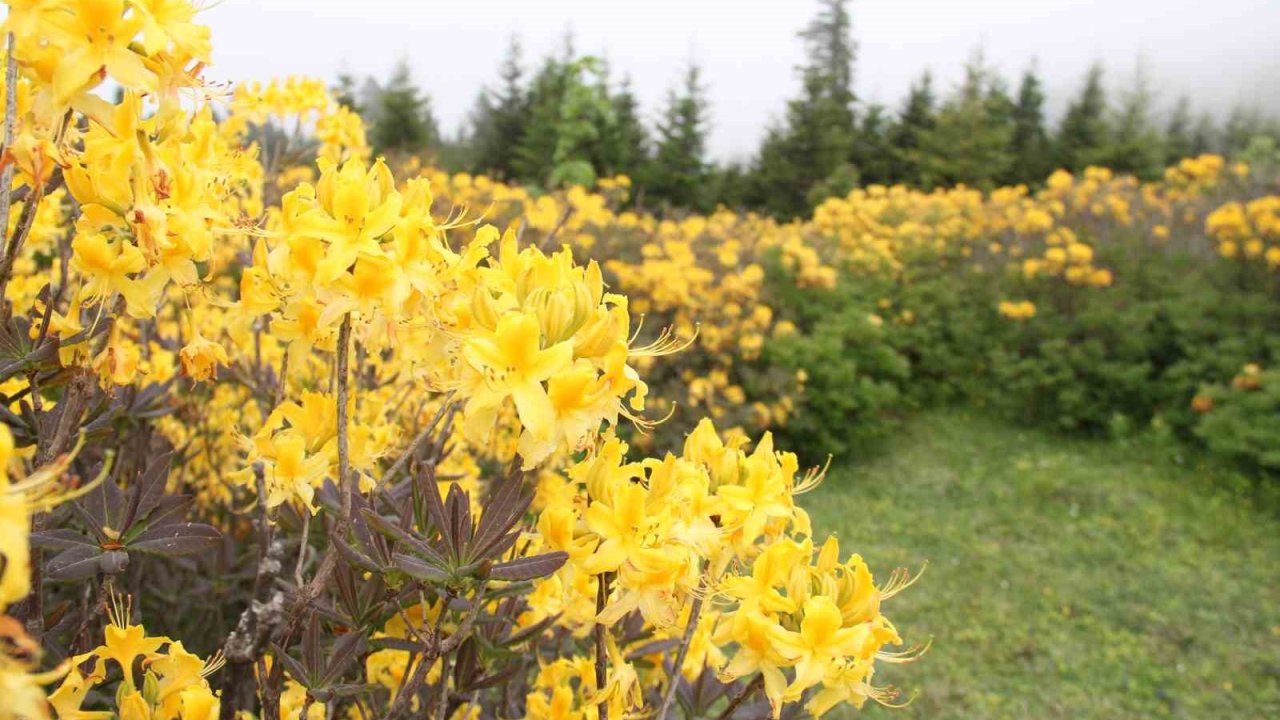 Giresun yaylaları orman gülleriyle renklendi