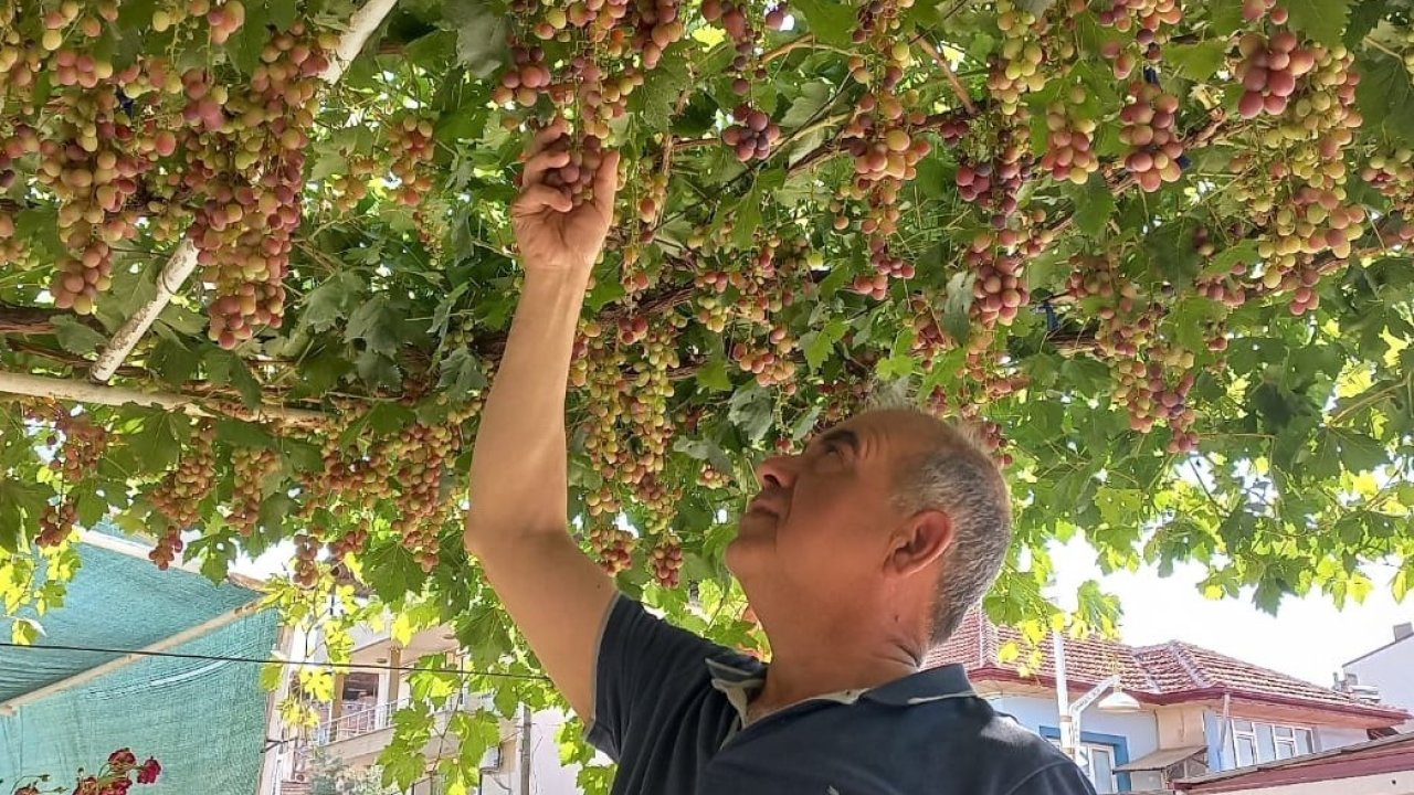 Ev önündeki asmadan mahalleye üzüm ikramı