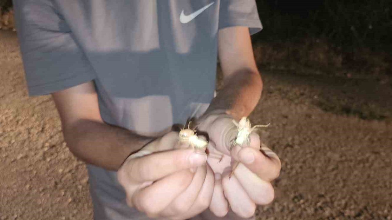 Elazığ’da çekirge istilası: Yüzlercesi yolu kapattı