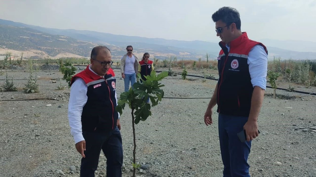 Aydın’da incir üretimine kalite katacak proje denetlendi