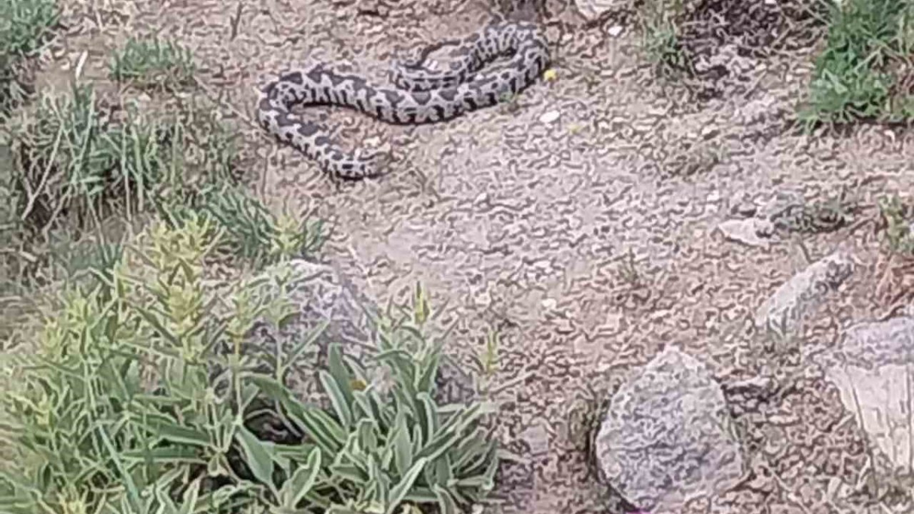 İlçede görülen zehirli engerek yılanı korkuya neden oldu