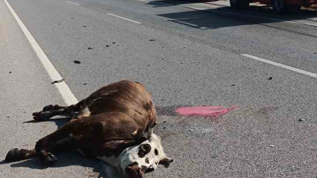 Otomobilin çarptığı inek telef oldu