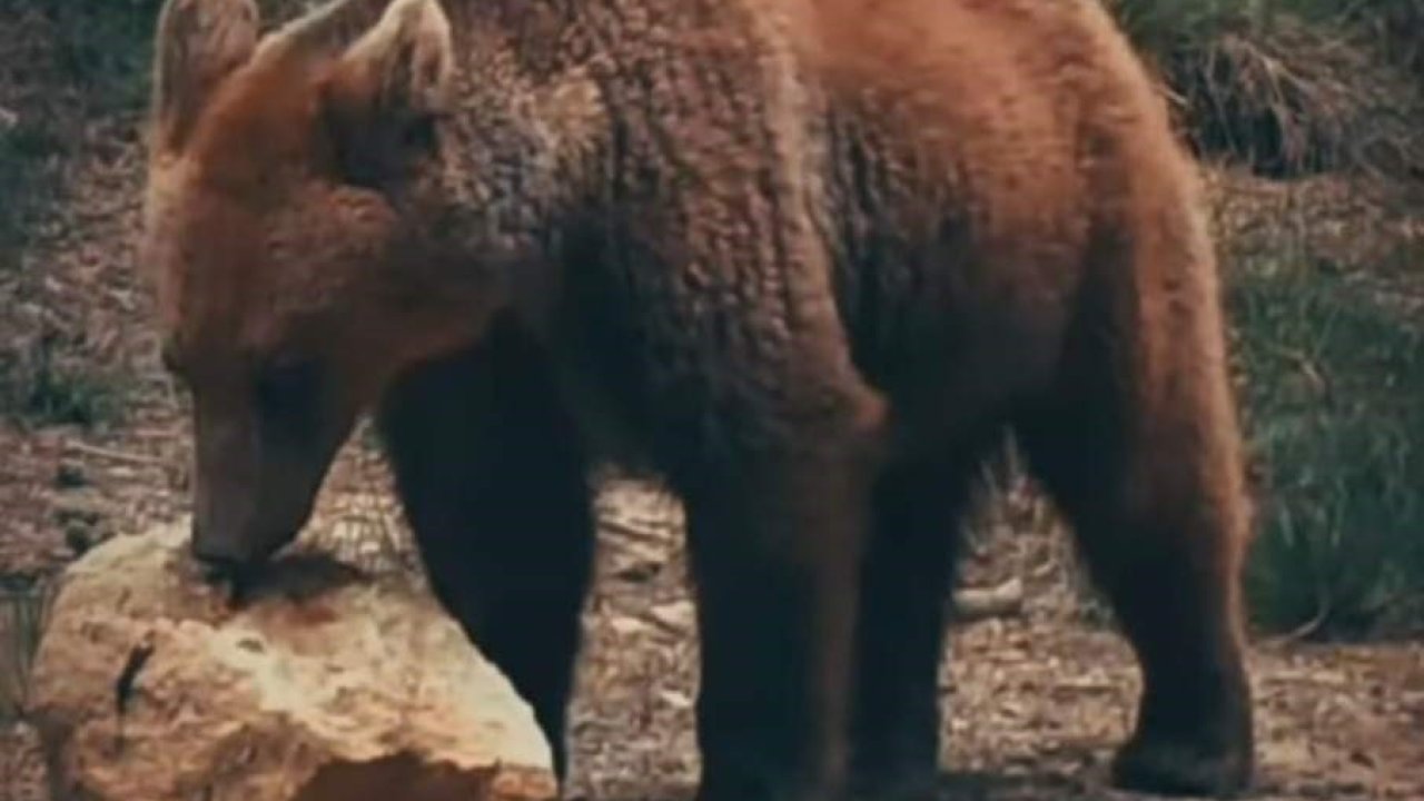 Yiyecek arayan ayı ile sincaplar kameralara yansıdı