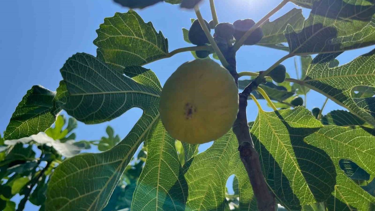 Aydın’da erkenci incirler çıktı