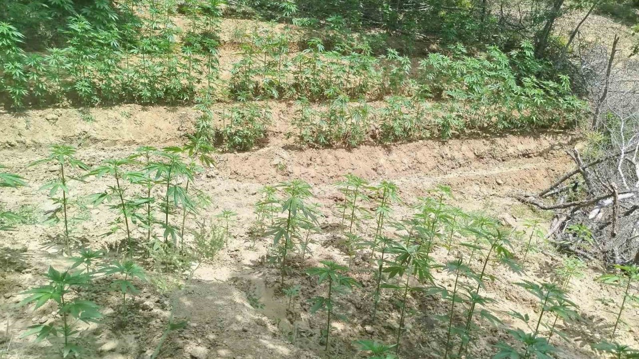 Bingöl’de 3 bin 483 kök kenevir ele geçirildi