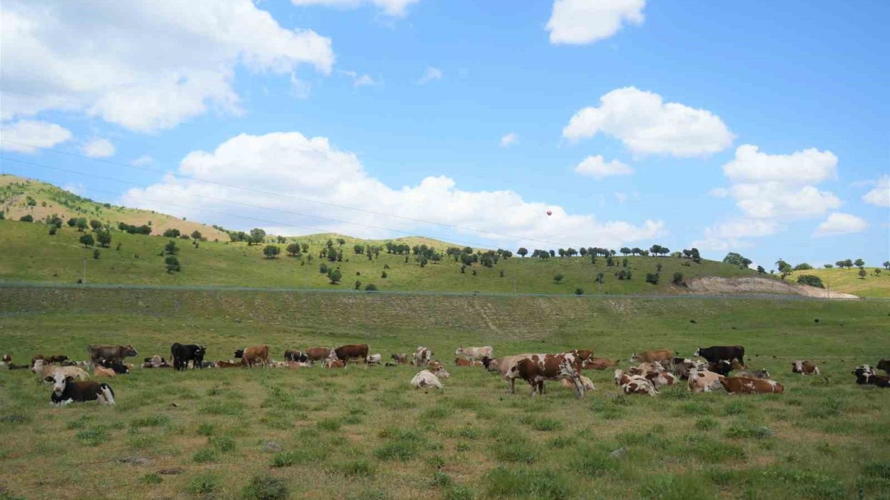 Muş’ta çoban krizi