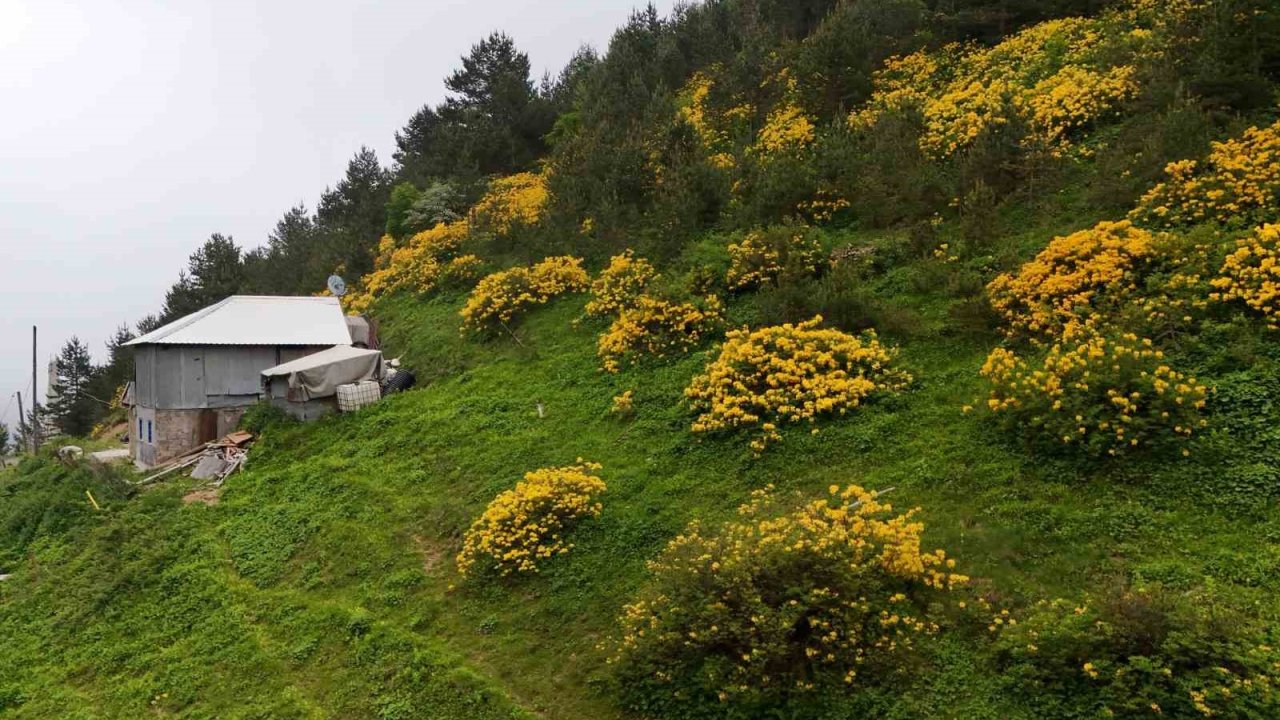 Sarı zifin çiçekleri Zigana’yı renklendirdi