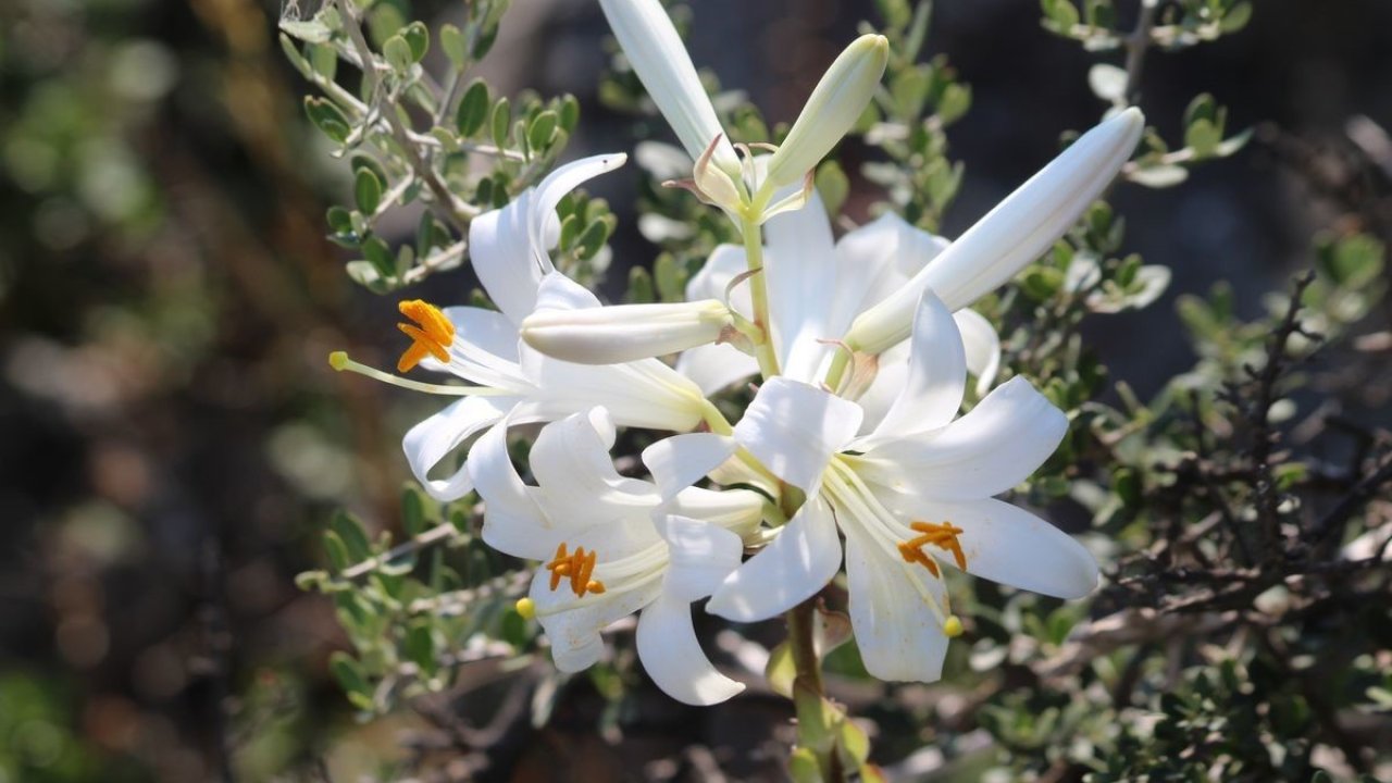 Aydın dağlarında akzambaklar çiçek açtı