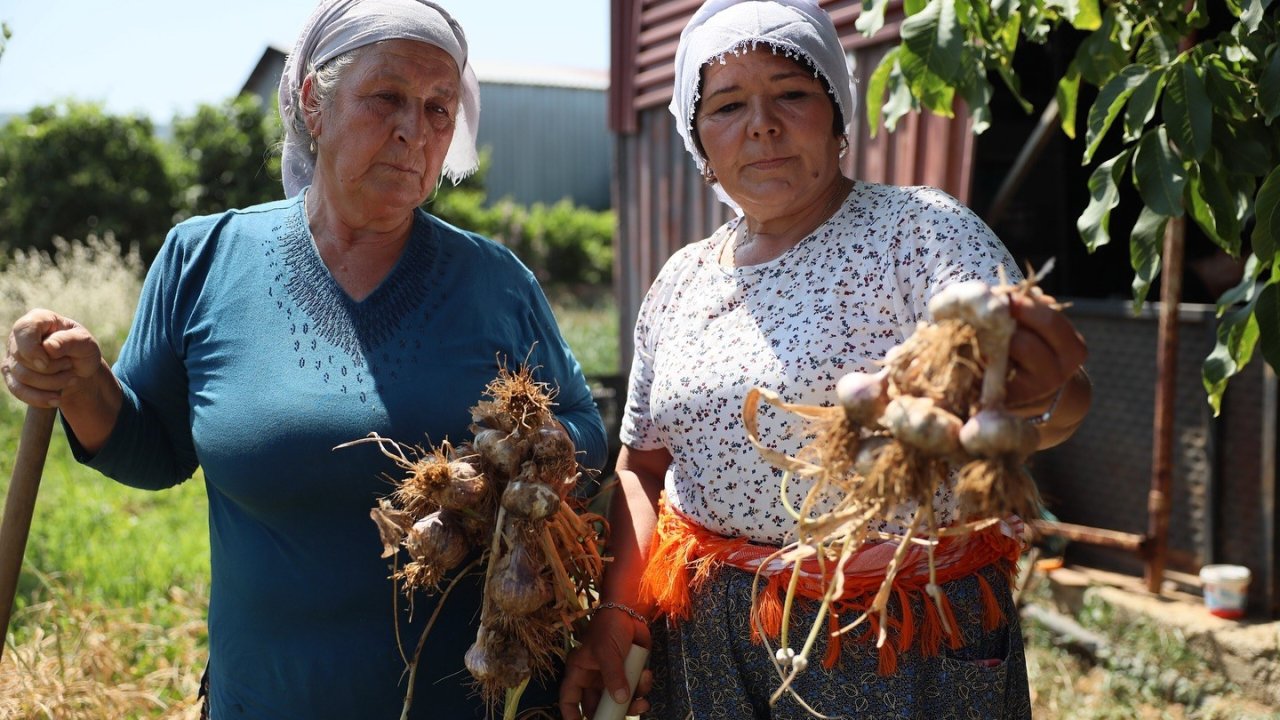 Coğrafi işaretli Ula sarımsağı ilgi odağı oldu
