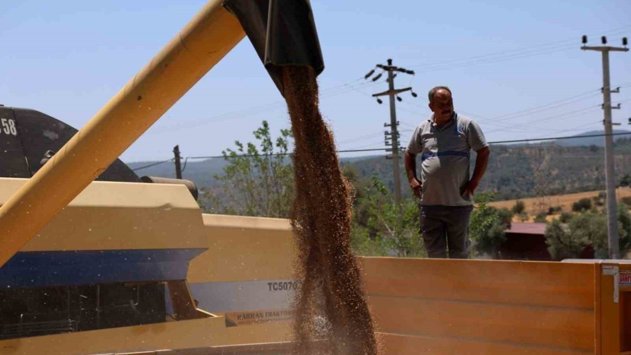Bodrum Belediyesi’nden karakılçık buğdayı hasadı