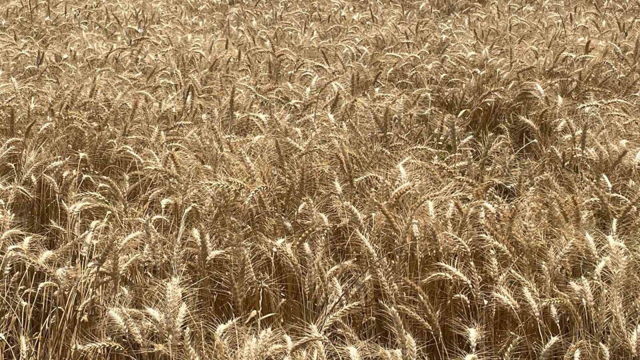 Makarnalık buğdayın tonu 2 bin 760 lira arttı