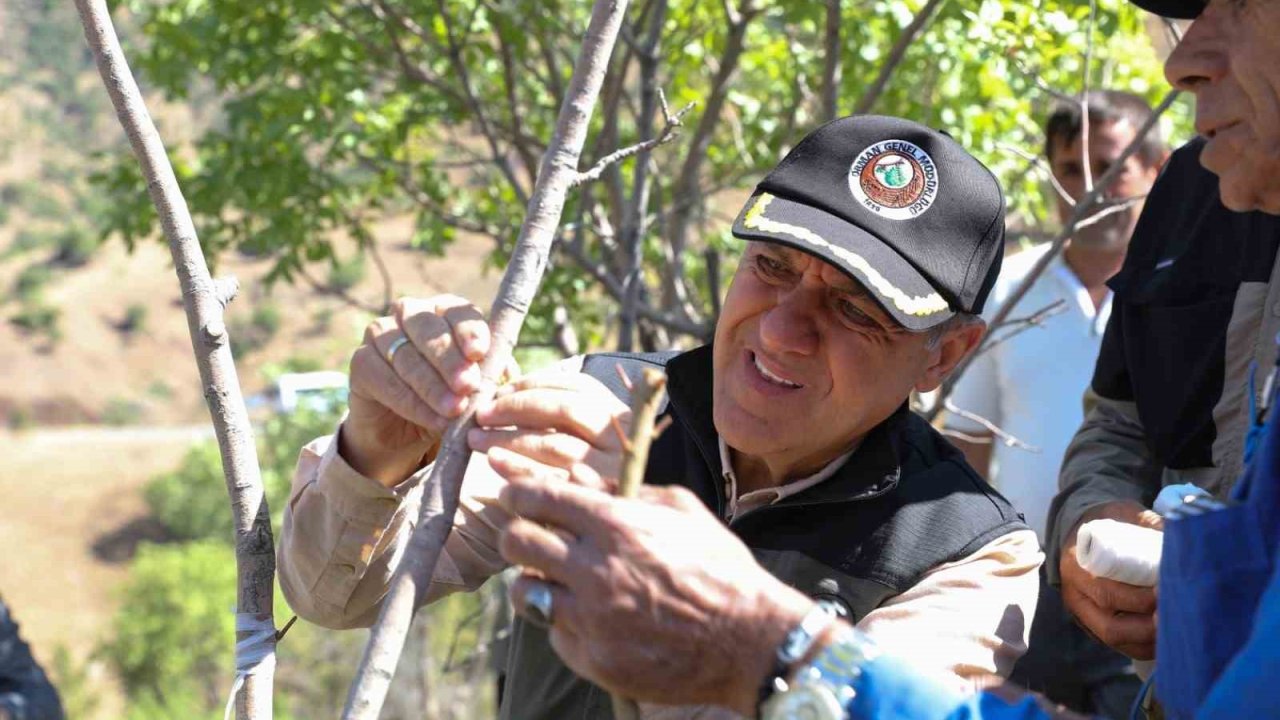 Vali Usta, fıstık aşılama çalışmalarını yerinde inceledi