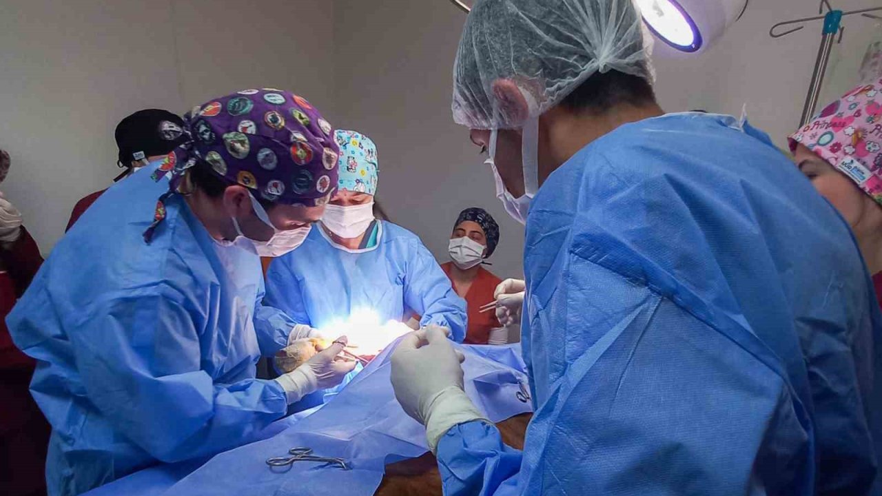 Kastamonu Üniversitesi’nde 5 ayda 334 hayvan tedavi edildi