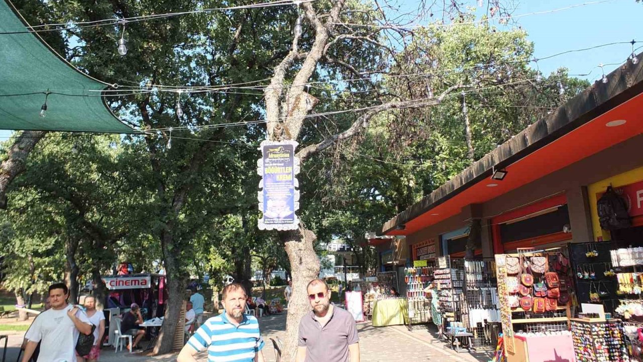 Burhaniye’ de kuruyan ağaçlar tehlike saçıyor