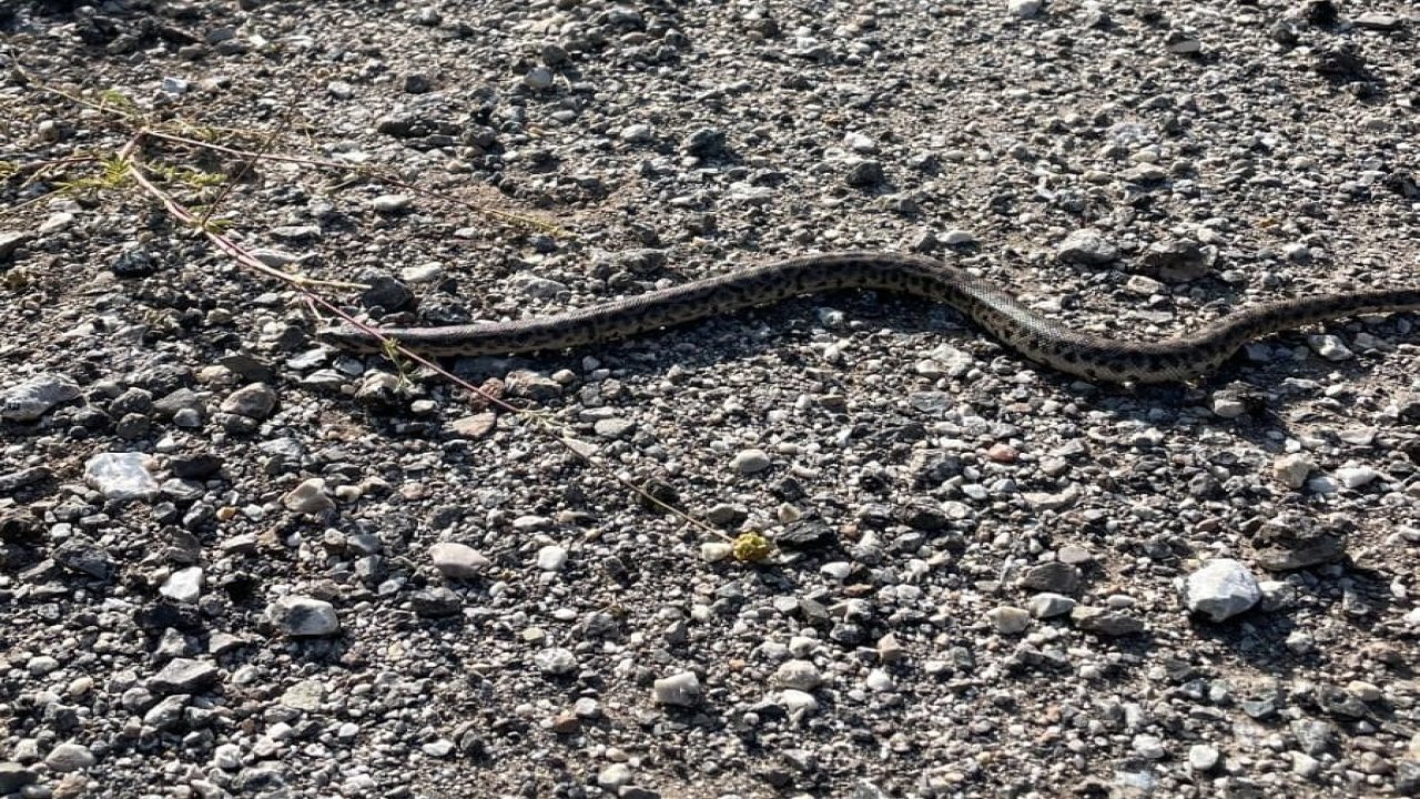 Erzincan’da Boa Yılanı görüntülendi