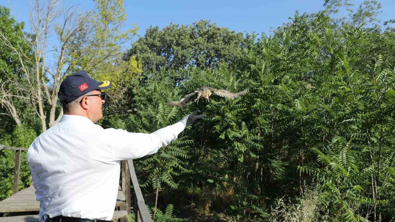 Vali Toraman sağlığına kavuşan kuşları doğal ortamına saldı