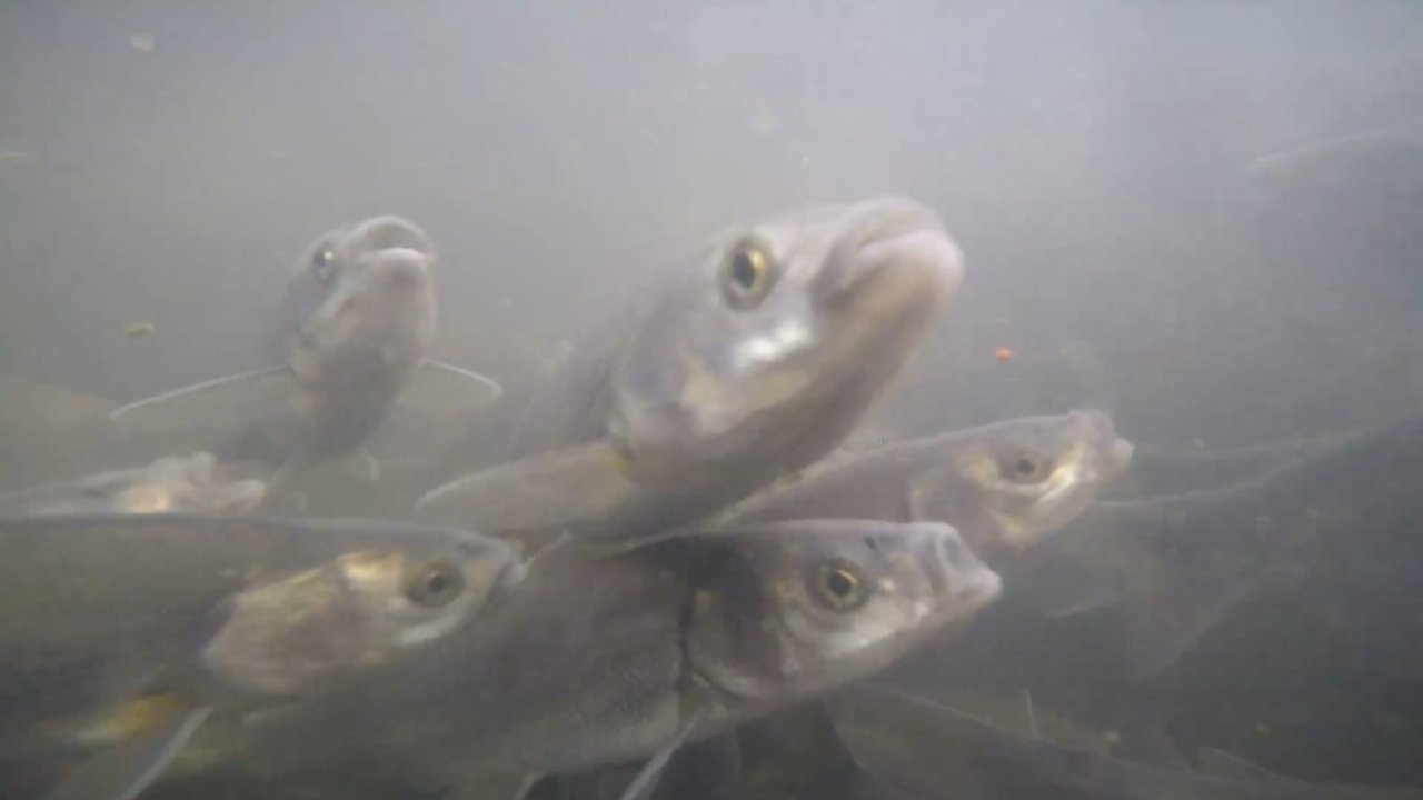 İnci kefalinin tersine göçü su altından görüntülendi