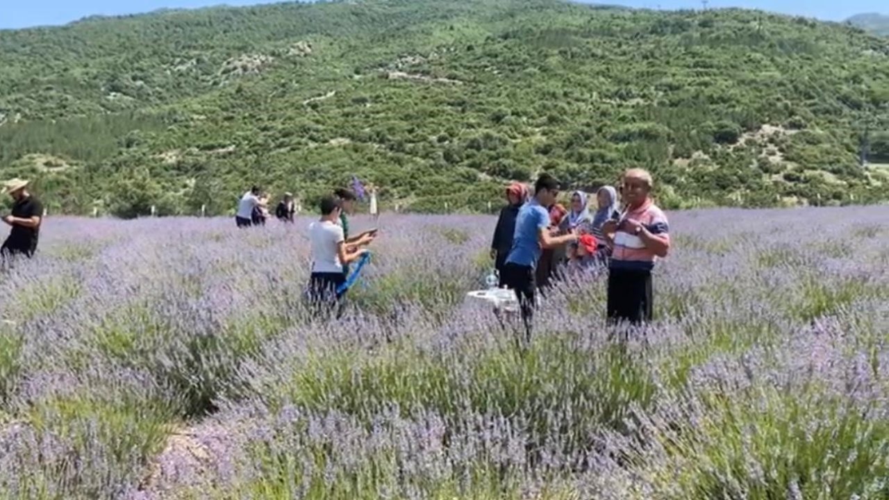 Bakımı yapılan lavanta bahçesi kadın elinde yeniden hayat buldu