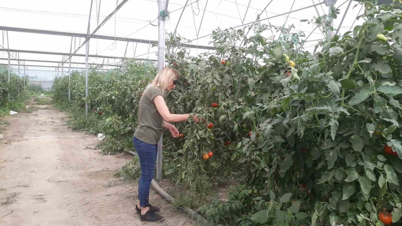 Domateste hasat öncesi numuneler alındı