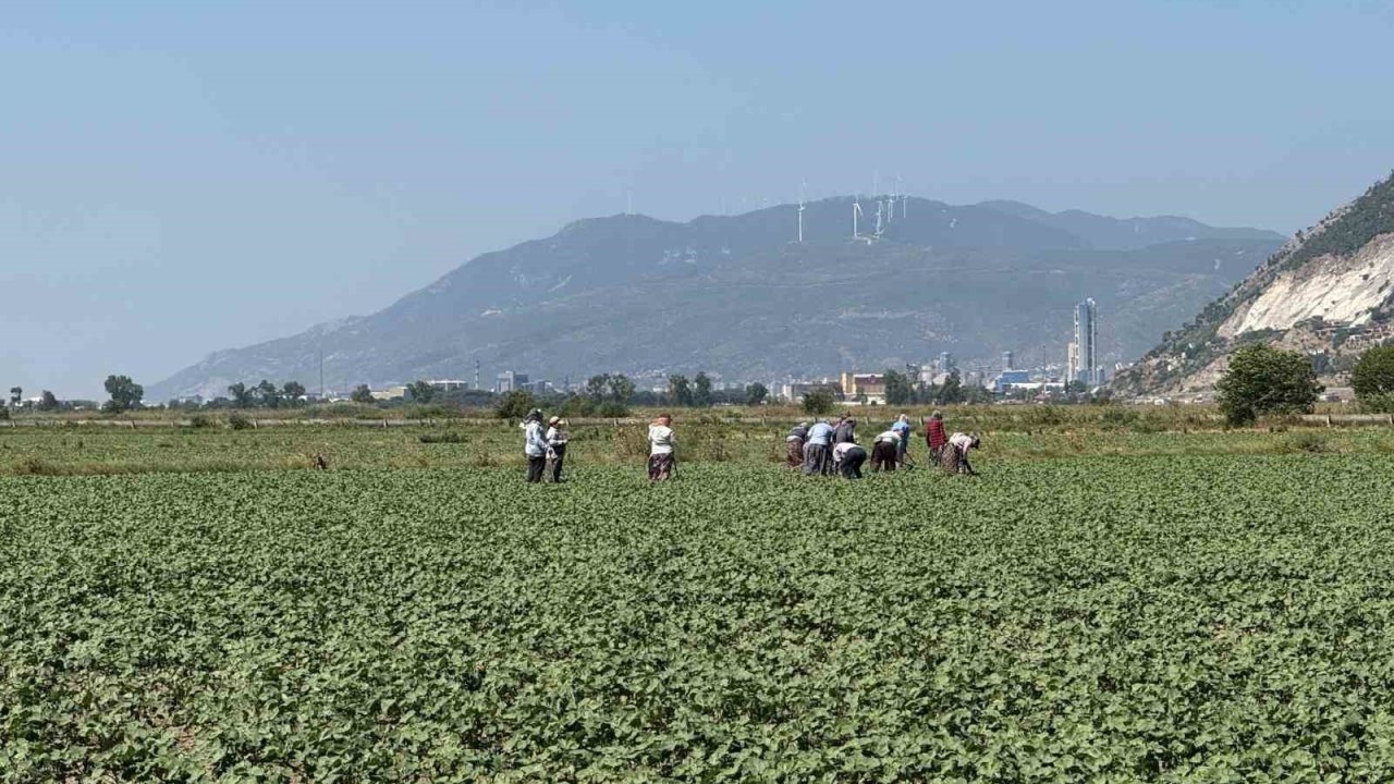 Germencik’in pamuklarında zararlılar kontrol altında