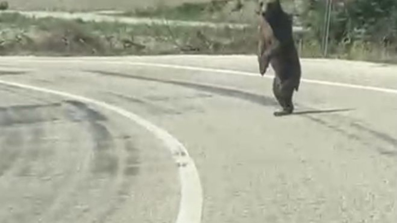 Bolu’da kara yoluna çıkan ayı cep telefonuna yansıdı