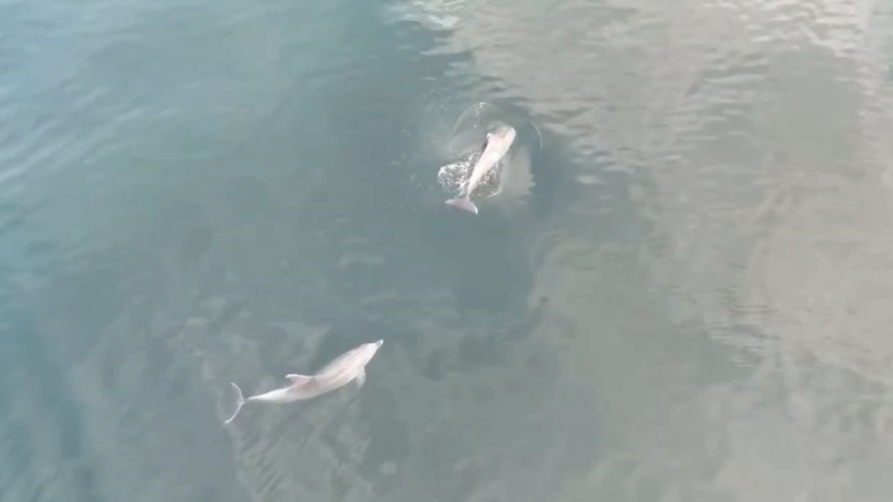 Denizdeki yunuslar havadan görüntülendi