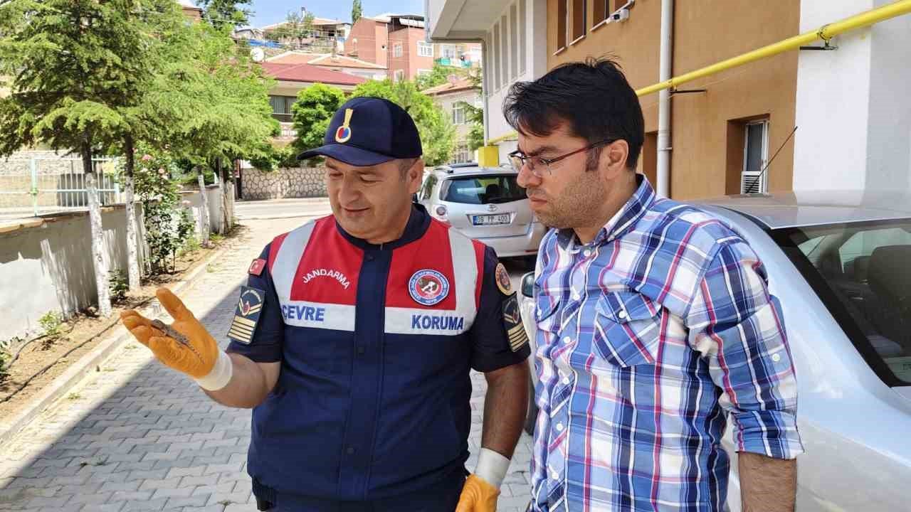 Yerköy’de nesli tükenmekte olan bozkır keleri görüldü