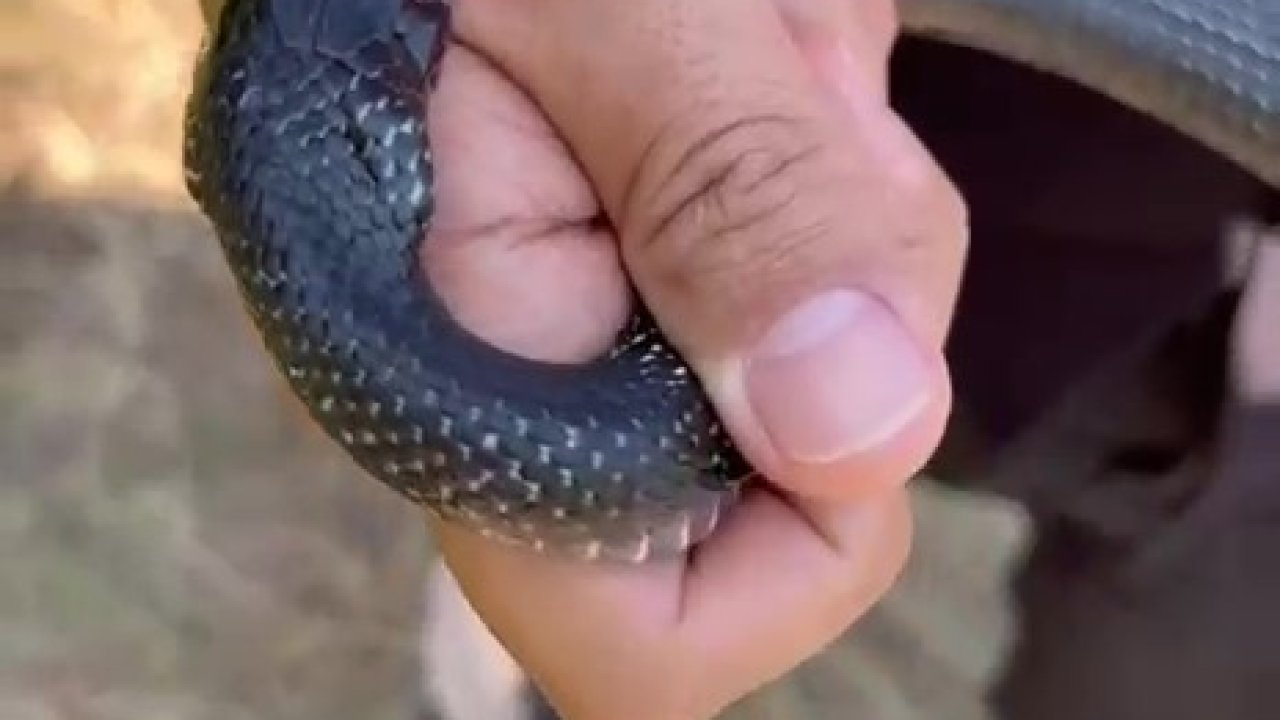 "Zararsız, öldürmeyin" dediği 1 buçuk metrelik yılan bir anda elini ısırdı