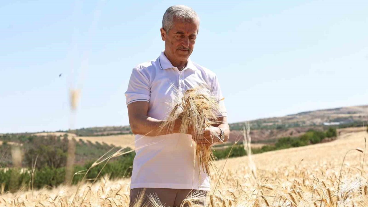 Şahinbey Belediyesi’nin dağıttığı arpalarda hasat sevinci yaşanıyor