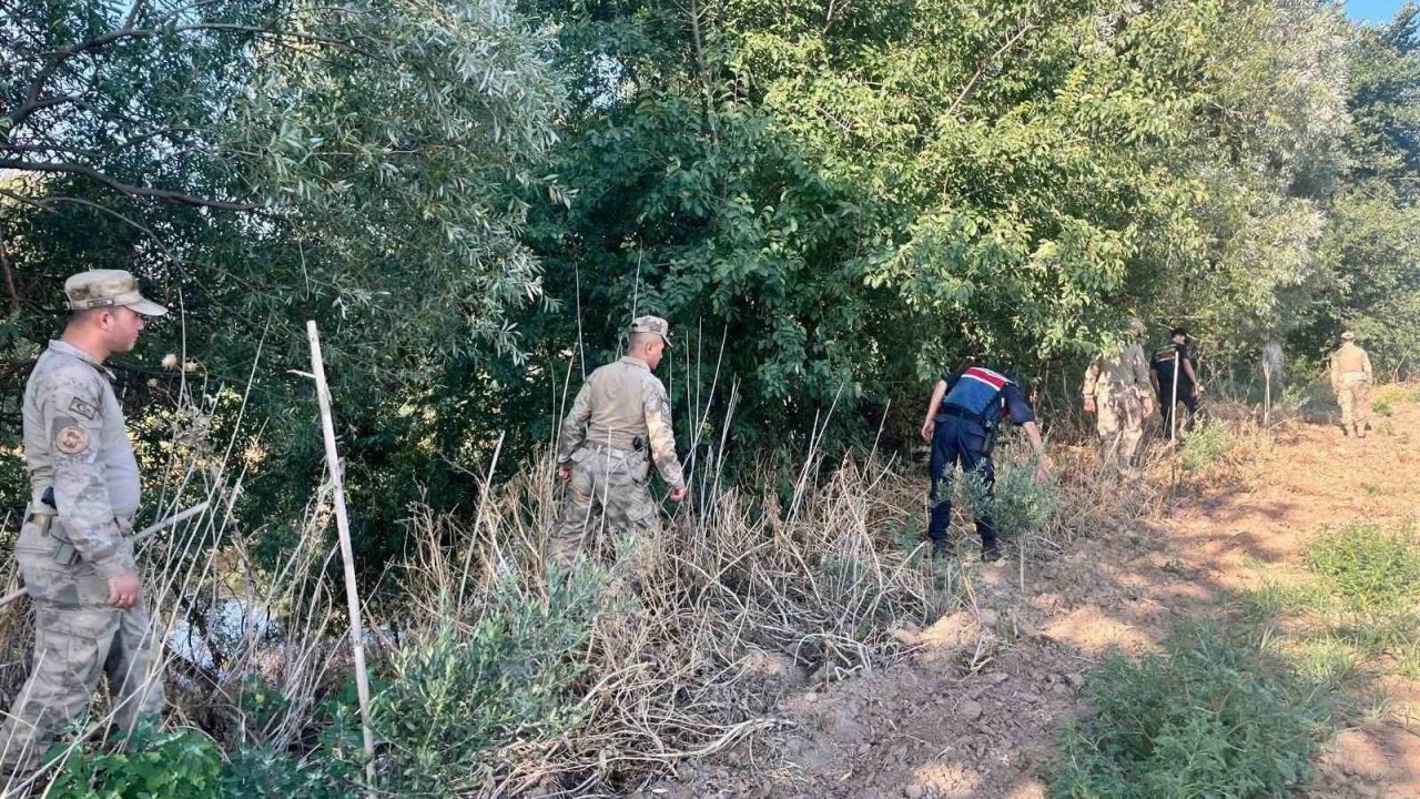 Manisa’da yasadışı kenevir ekim alanlarına sıkı denetim