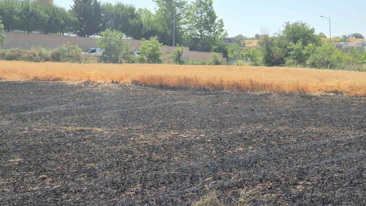Şehir içindeki 30 dönümlük buğday tarlası alevlere teslim oldu