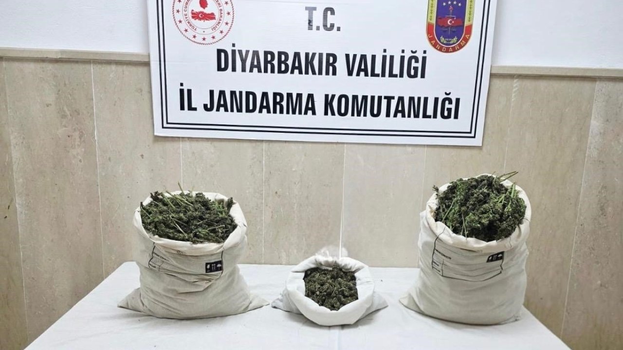 Diyarbakır’da 22 bin kök kenevir bitkisi ile 12 kilo esrar ele geçirildi