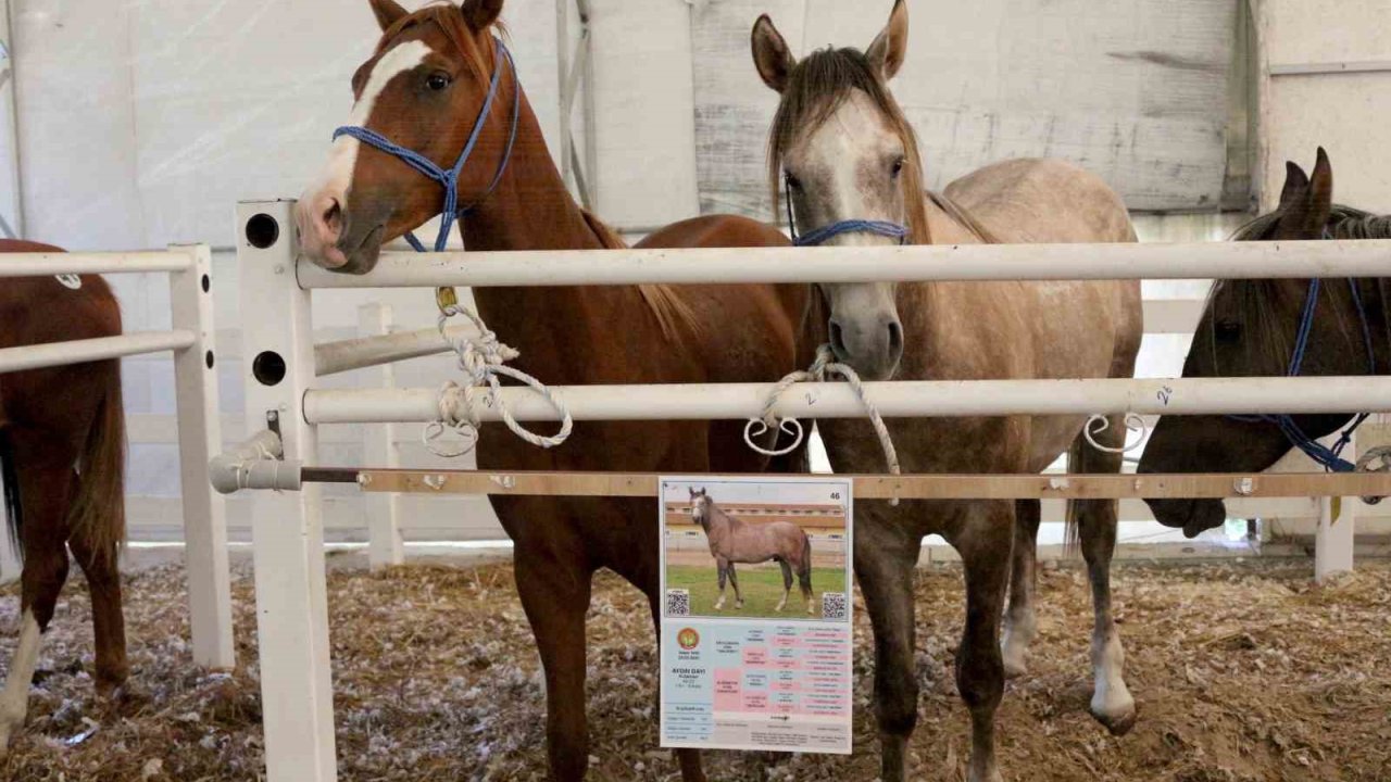 TİGEM, tay satışından tek seferde 31 milyon 20 bin liralık gelir elde etti