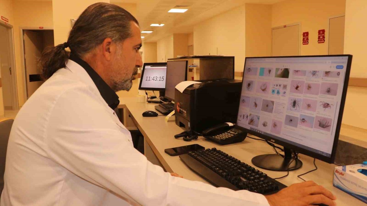 Uzmanından kene uyarısı; Kapalı giysileri tercih edin!