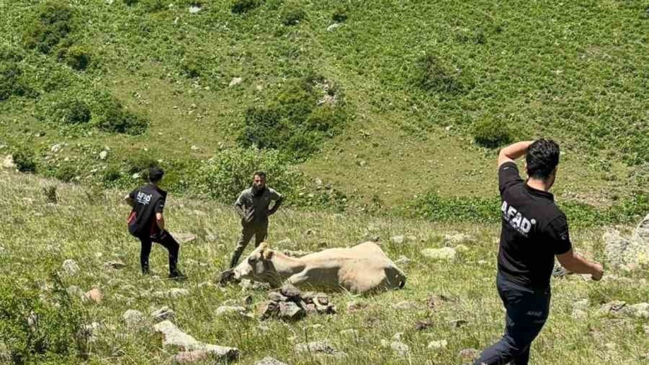 Kayalıklarda mahsur kalan ineği AFAD kurtardı