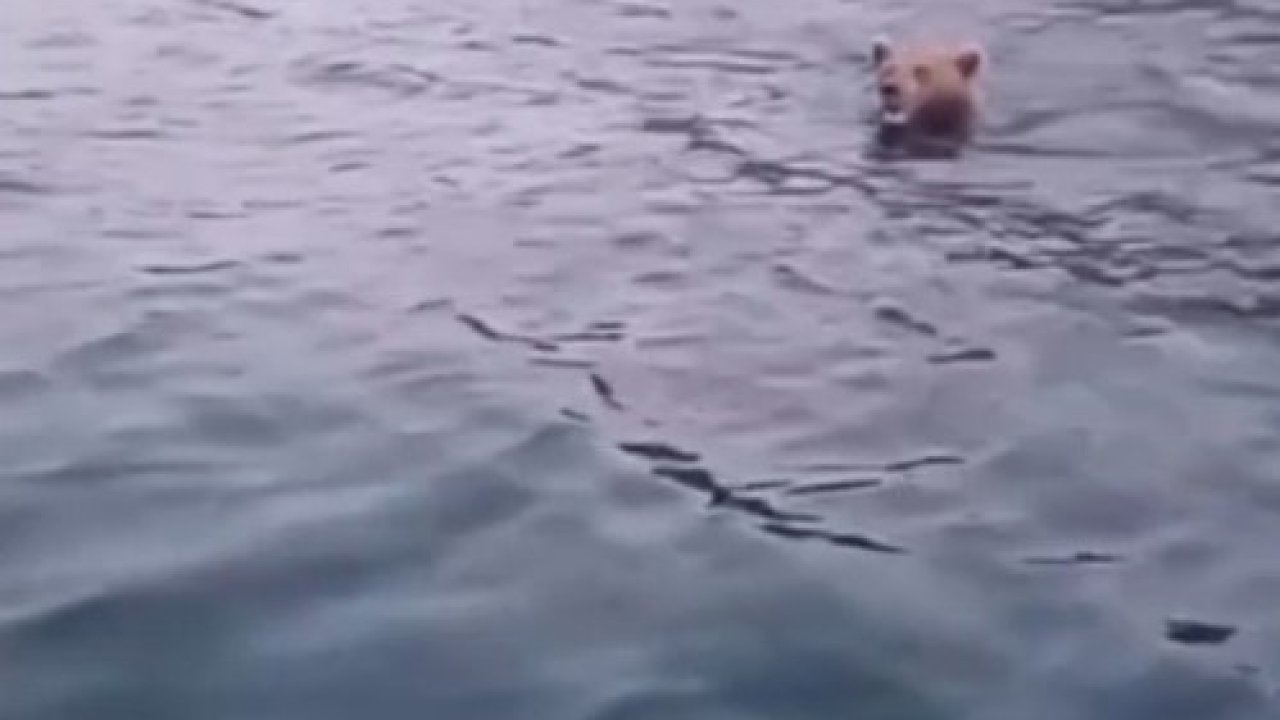 Sinop’ta yüzen ayı kameralara yansıdı