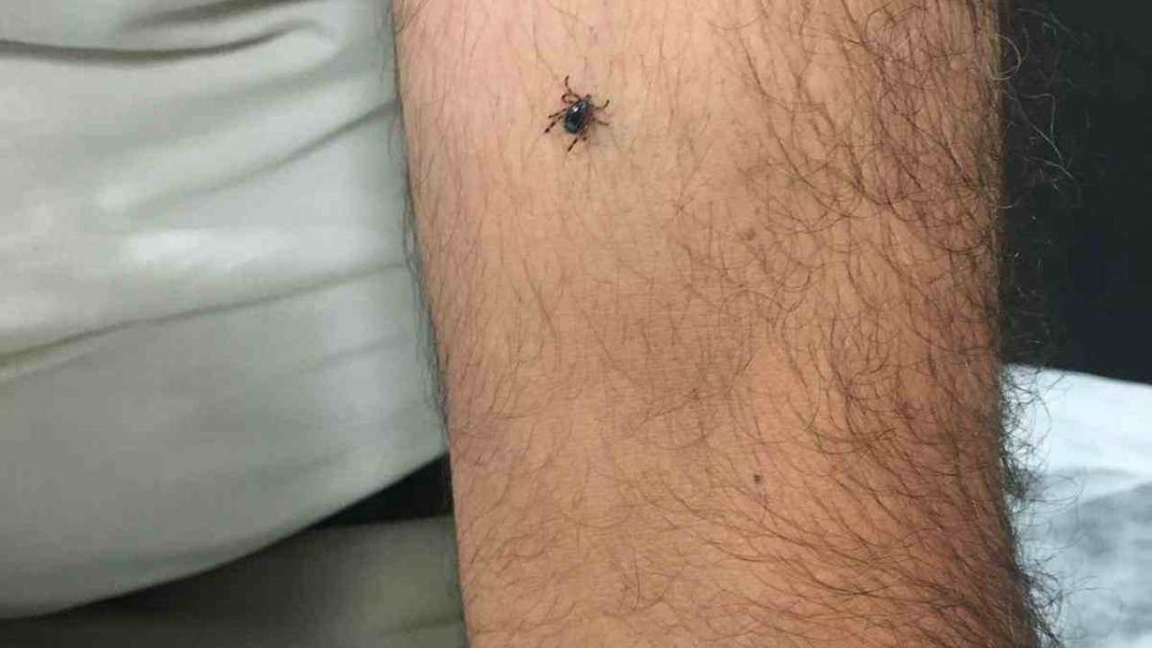 Kayseri’nin bir ilçesinde daha kene vakası